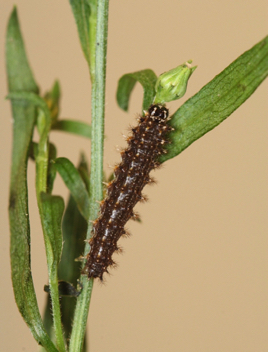 Pearl Crescent caterpillar